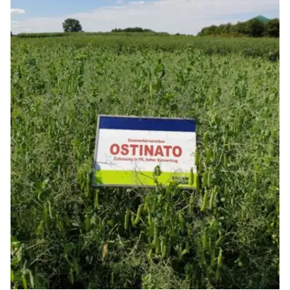 Ostinato / Остінато