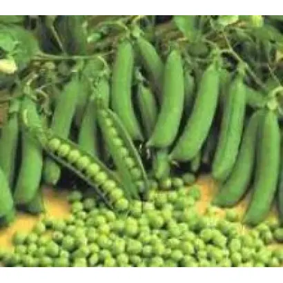 Prophet / Профіт