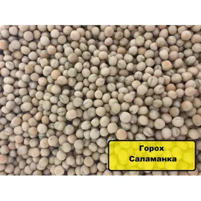 Salamanca / Саламанка