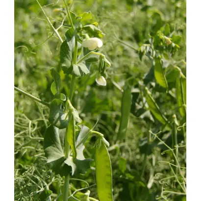 Slovan / Слован