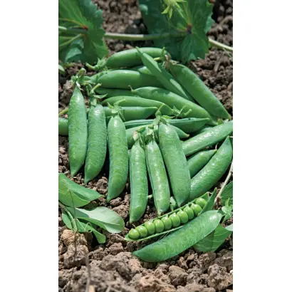 Bohatyr / Богатир чеський