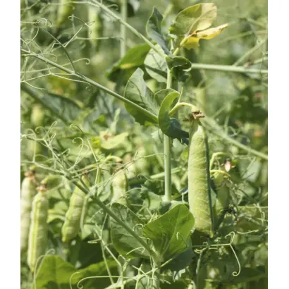 Готівський