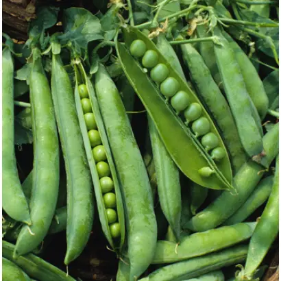 Starter / Стартер