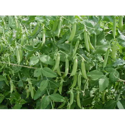 Харьковский 302 / Харківський 302