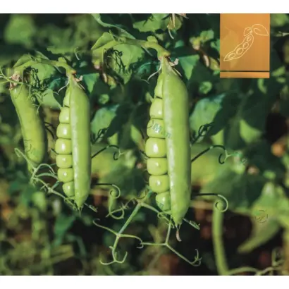 НС Мраз / НС Мороз