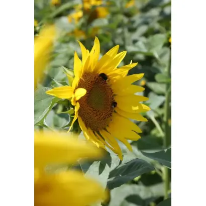 1046H SU / 1046Х СУ