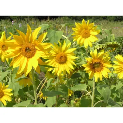 11 TR 077 / 11 TP 077