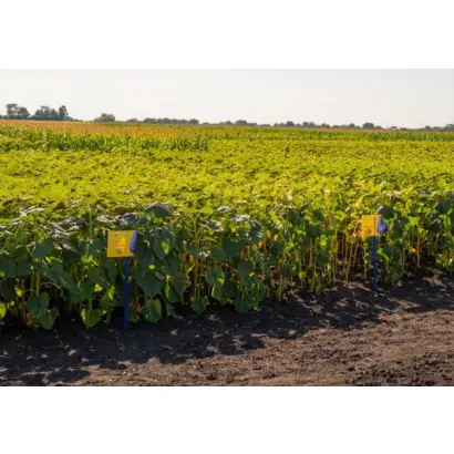 Агрономічний