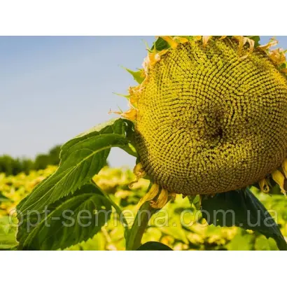 Академічний