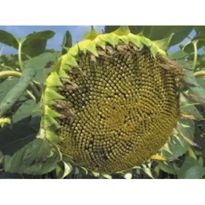 Anastasija OR / Анастасія ОР