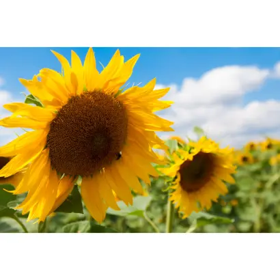 Basallt / Базалльт