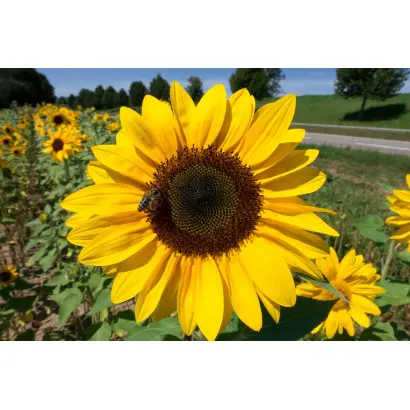 Basco ST / Баско ШТ