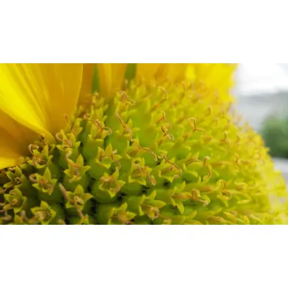 Bonasol JMR / Бонасол ЖМР