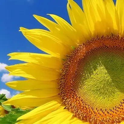 Victory CL / Вікторі КЛ