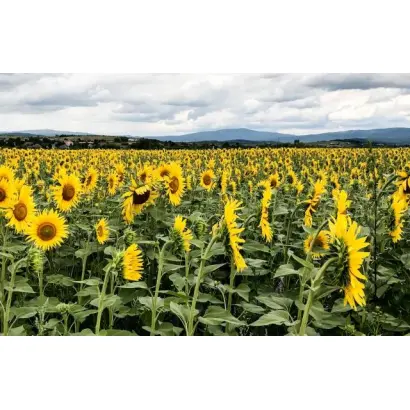 Hipersol / Гіперсол