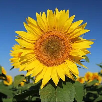 GK Milia / ГК Мілія