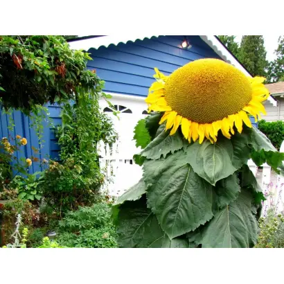 Годувальник