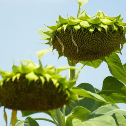 Гольфстрім