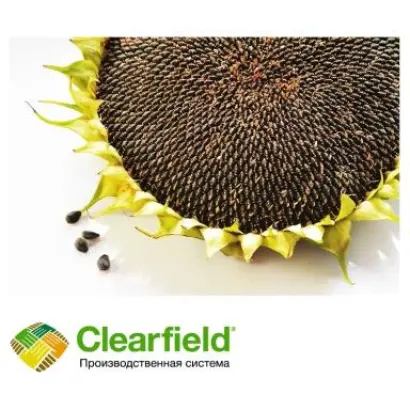 DUNCAN CLP / ДУНКАН КЛП