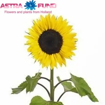 SURO191 / ЗУРО191