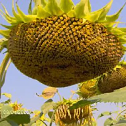 Запорізький 28