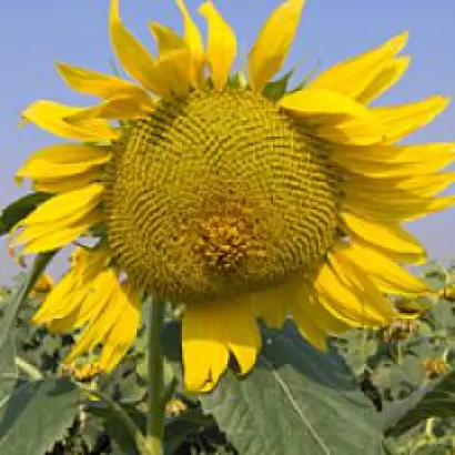 Запорізький 32