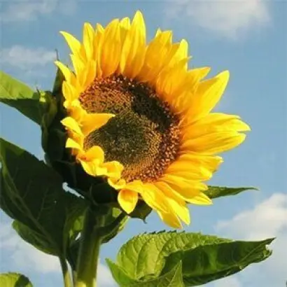 Subella CL / Зубелла КЛ