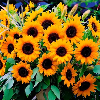 ILINKA / ІЛІНКА