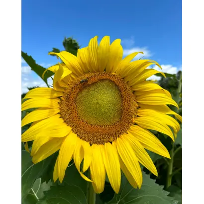 Interkrus / Інтеркрус