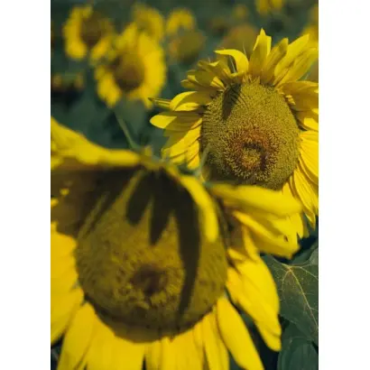 Irinasol / Ірінасол