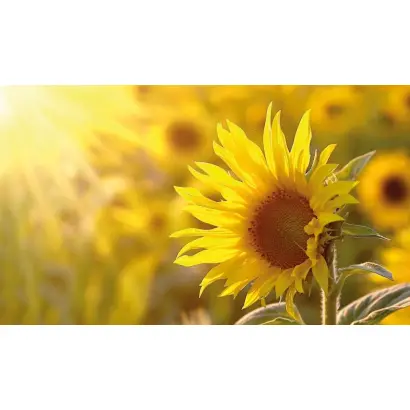 CASTO ST / КАСТО ШТ