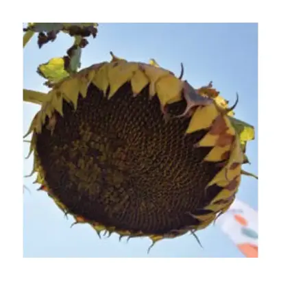 KWS APACHE CL / КВС АПАЧІ КЛ