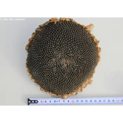 KWS Dragon / КВС Драгон