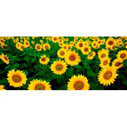 Klarika CL / Кларіка КЛ