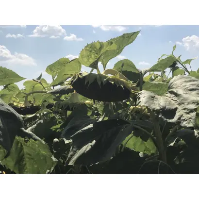 Latituda OR / Латітуда ОР