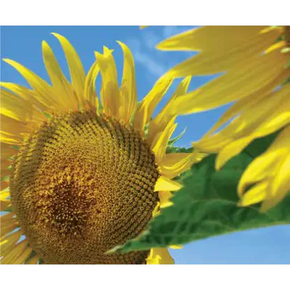 LG 5665 M / ЛГ 5665 М