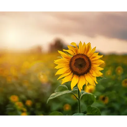 LG50689 SX / ЛГ50689 СХ