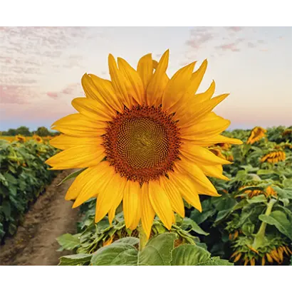 LG50779 SX / ЛГ50779 СХ