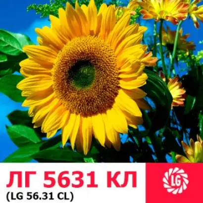 LG5631 CL / ЛГ5631 КЛ