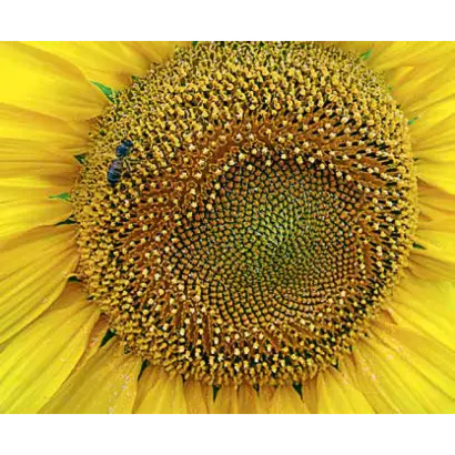 LG5633 CL / ЛГ5633 КЛ