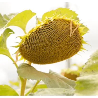 LG5687HO / ЛГ5687ХО