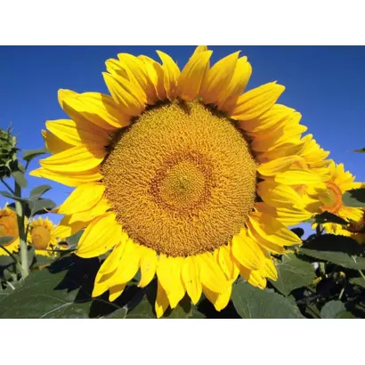 Leyila / Лейіла