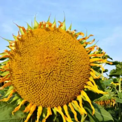 LID1062H CLP / ЛІД1062Х КЛП