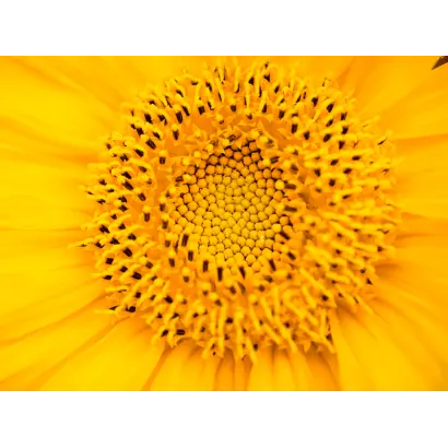 LID6038H CLP / ЛІД6038Х КЛП