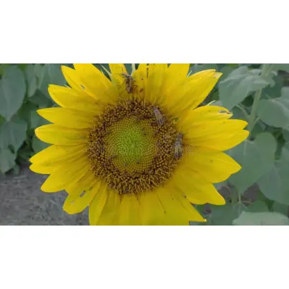 LLAWRENCE / ЛЛОРЕНС