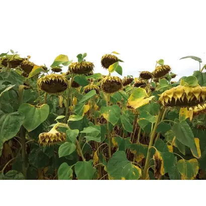 LS GIBSUN / ЛС ГИБСАН