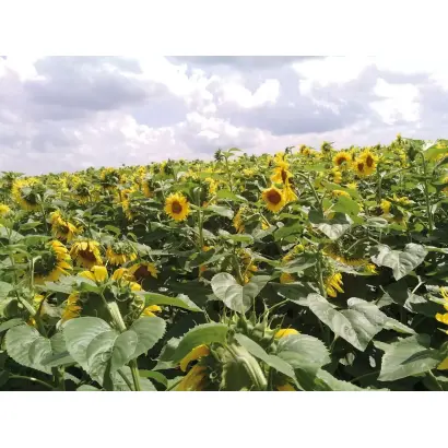 LS MAGISTRAL / ЛС МАГИСТРАЛ