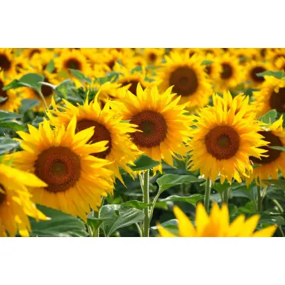 LS FORSY / ЛС ФОРСІ