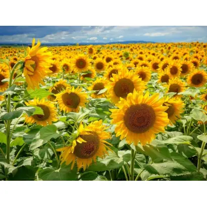 Mastak / Мастак