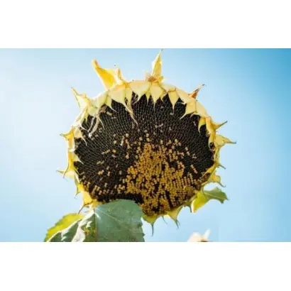 MEDUSA / МЕДУЗА